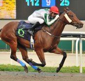 Run For The Hills<br>Photo by Singapore Turf Club